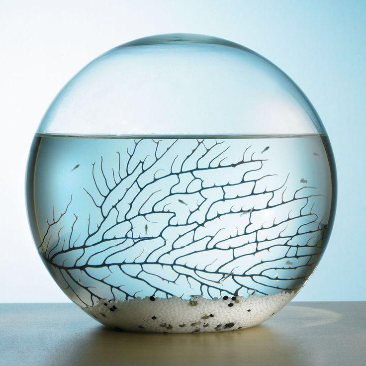 Project ecosphere